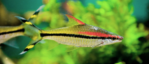 Hồng Mi Ấn Độ 7-8