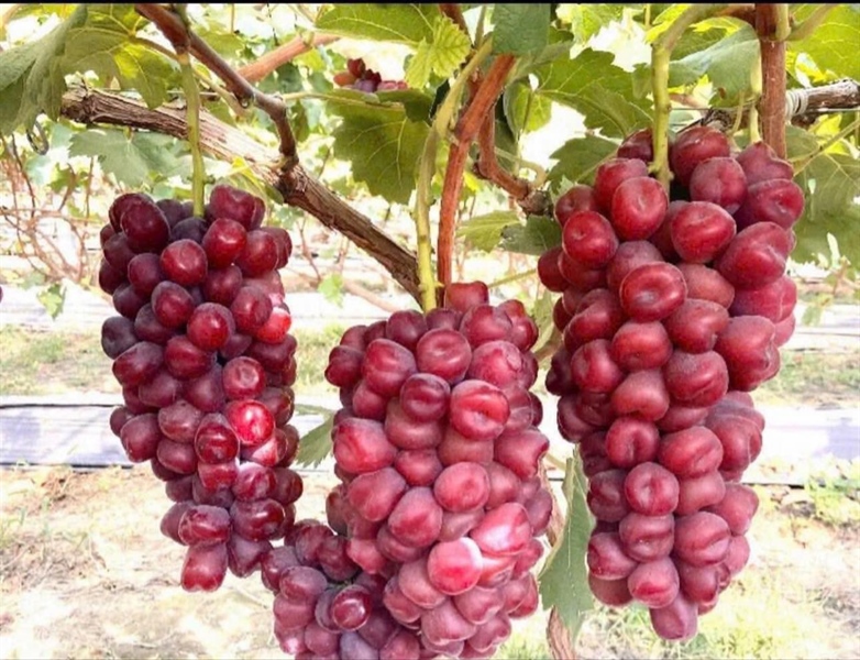 Nho Đỏ Trái Tim SVIP