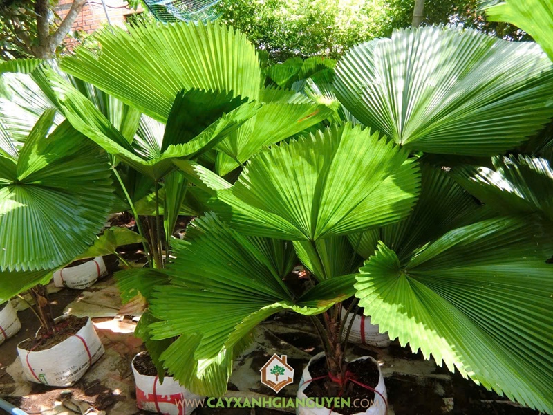 CÂY KÈ NHẬT