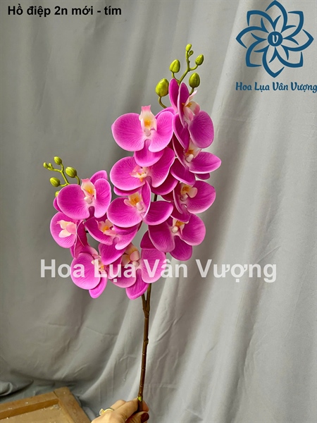 Hồ điệp 2n mới - tím - Hồ điệp, lan - Hoa Lụa Vân Vượng