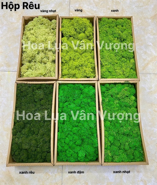 Hộp rêu - xanh đậm - Rêu - Hoa Lụa Vân Vượng