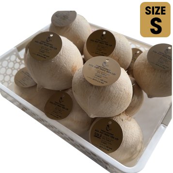 Túi 10 Trái Dừa Size S