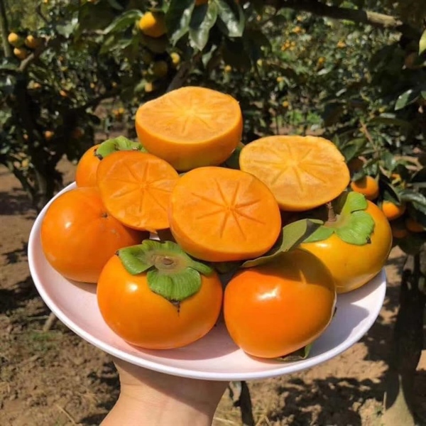 Hồng Mật Vân Sơn