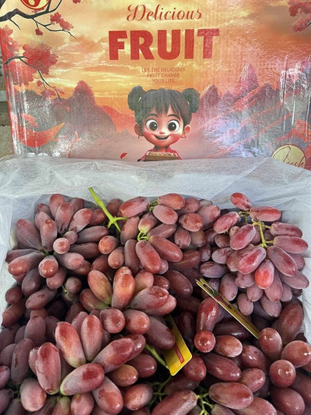 Nho Đỏ Longcrim