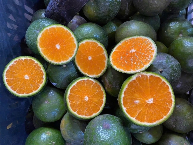 Cam Sành Tiền Giang