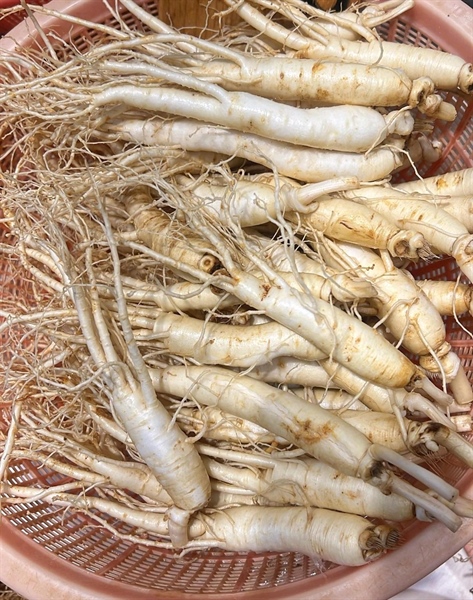 Sâm tươi
