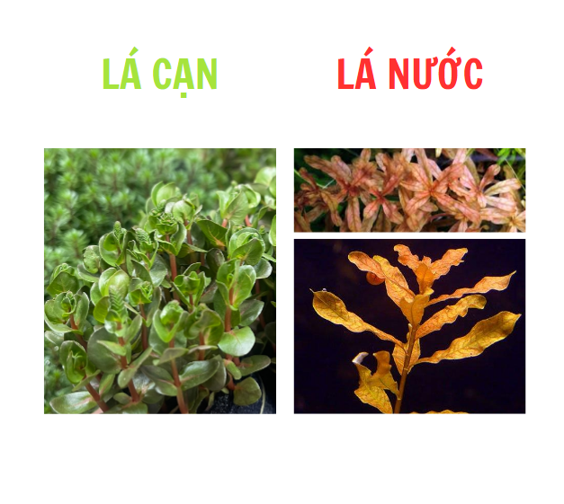 Bá Văn Hương Cam