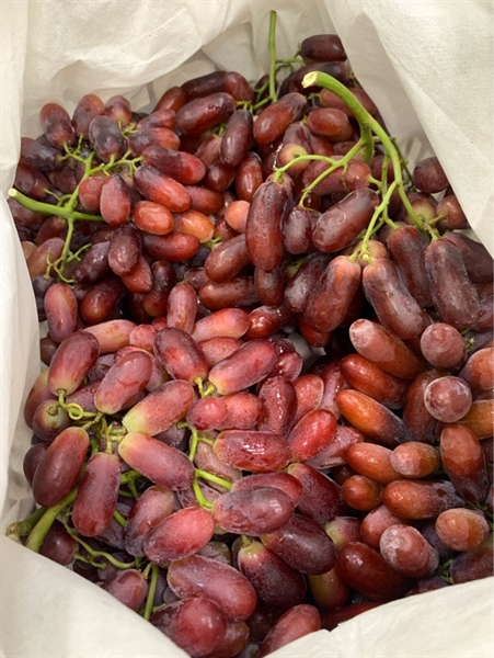 Nho Đỏ Trái Dài 1R mã mới KG