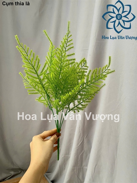 Cụm thìa là - Lá cành ngắn - Hoa Lụa Vân Vượng