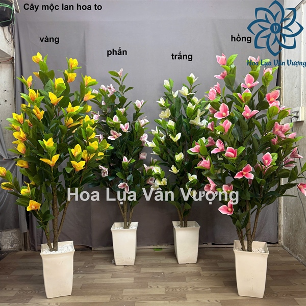 Cây mộc lan hoa to - Cây - Hoa Lụa Vân Vượng