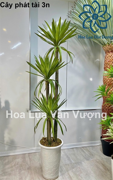 Cây phát tài 3n - Cây - Hoa Lụa Vân Vượng