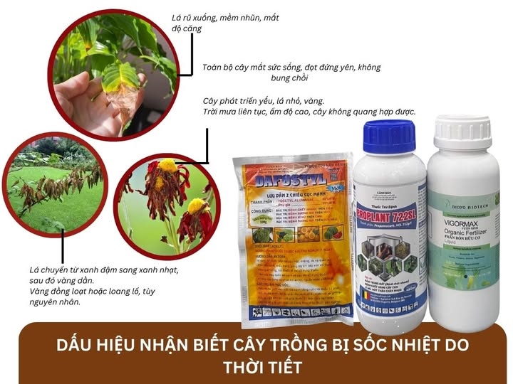 Combo đặc trị cây trồng bị sốc nhiệt