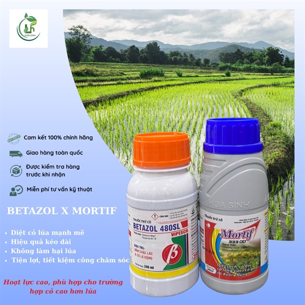 Combo cỏ lúa Mortif x Betazol - 240ml
