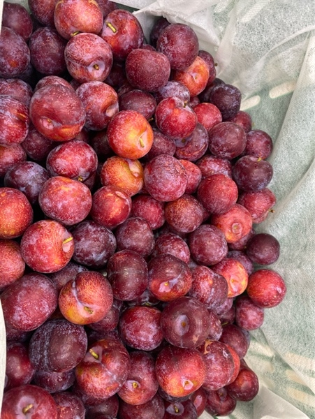 Mận Róc Kg
