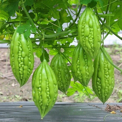 Hạt giống Khổ Qua (trái Ngắn) PN 357 - 2g