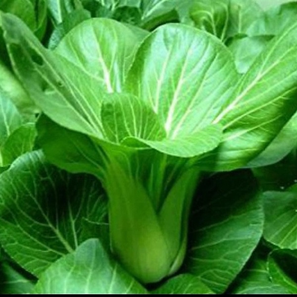 Hạt giống Cải Thìa PN-301 - 20gr