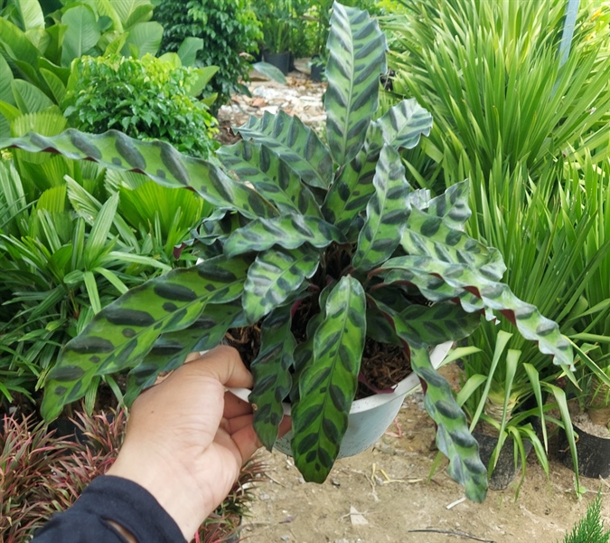 Công đuôi phụng bC7