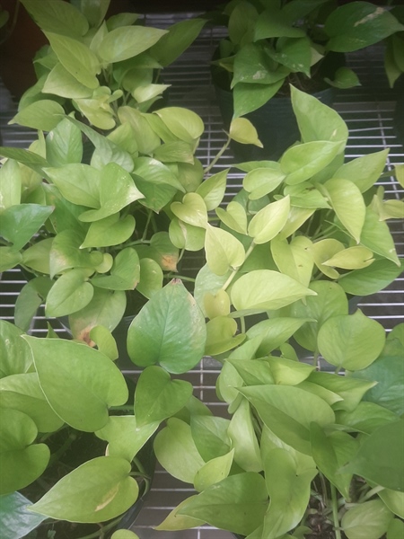 CÂY TRẦU BÀ XANH C6