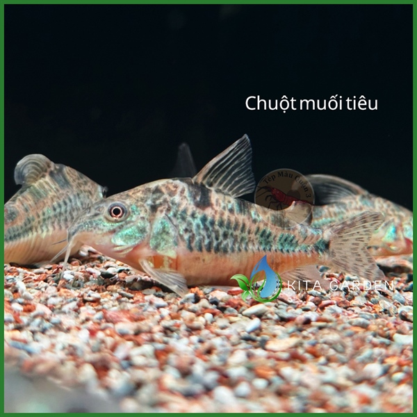 Cá chuột muối tiêu