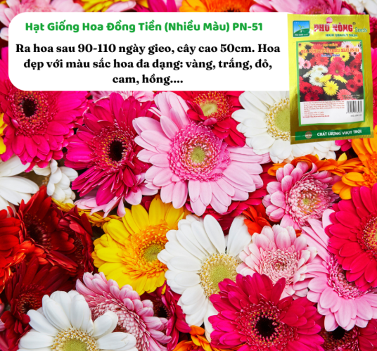 Hạt giống Hoa Cúc Đồng tiền Mix PN 51 - 10 hạt