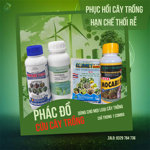 Phục hồi cây trồng, hạn chế thối rễ