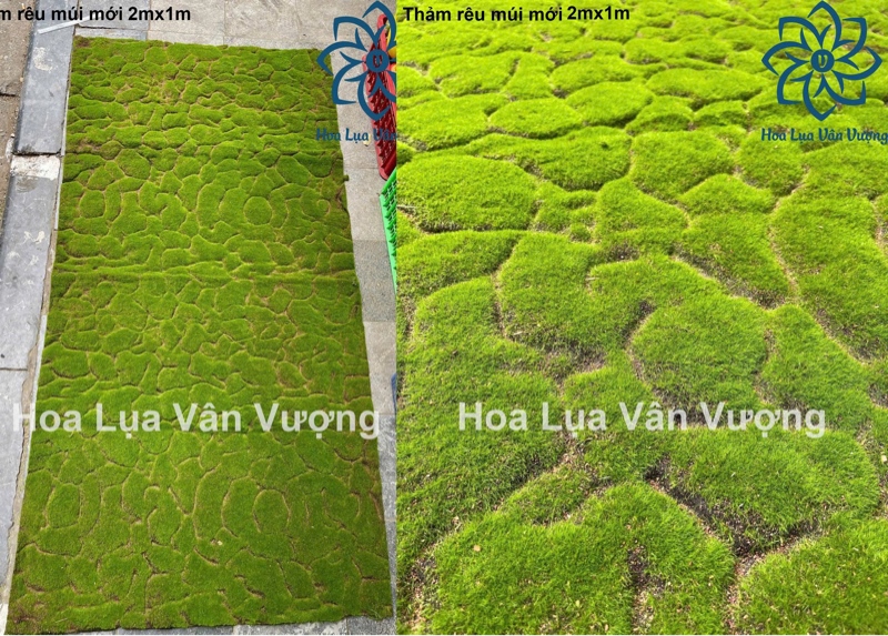 Thảm rêu múi mới - Rêu - Hoa Lụa Vân Vượng
