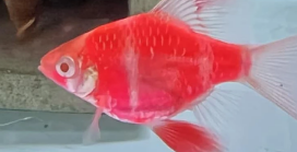 Secan Đỏ Dạ Quang