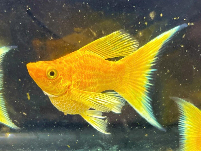 Molly Gold Short Đuôi Yén