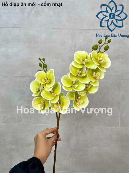 Hồ điệp 2n mới - cốm nhạt - Hồ điệp, lan - Hoa Lụa Vân Vượng