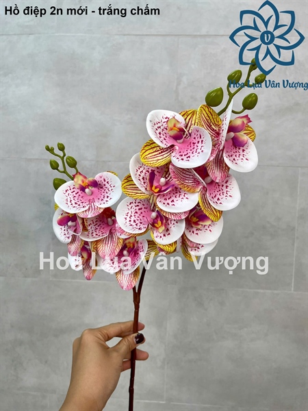 Hồ điệp 2n mới - Trắng chấm - Hồ điệp, lan - Hoa Lụa Vân Vượng