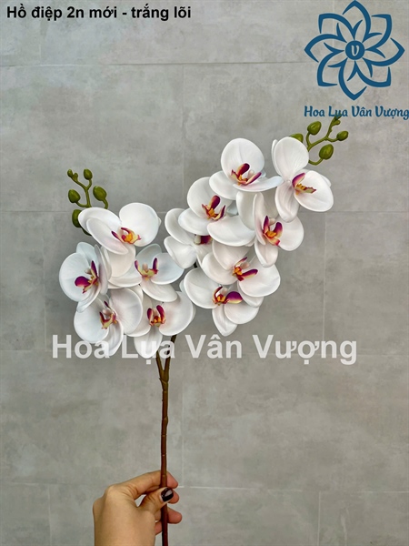 Hồ điệp 2n mới - Trắng lõi - Hồ điệp, lan - Hoa Lụa Vân Vượng