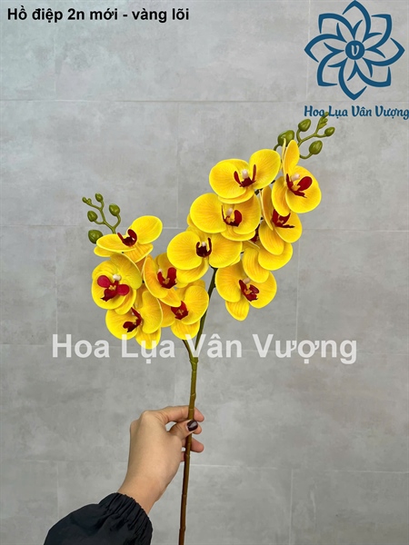Hồ điệp 2n mới - Vàng lõi - Hồ điệp, lan - Hoa Lụa Vân Vượng