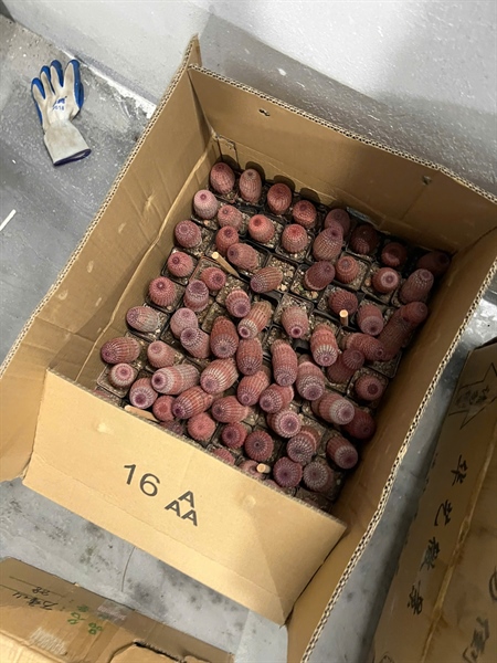 XƯƠNG RỒNG ĐỎ