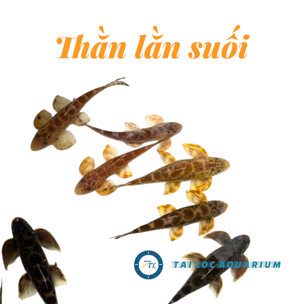 Cá cảnh đẹp: Thằn lằn suối - dòng cá cảnh vệ sinh tầng đáy . ăn nhớt, rêu