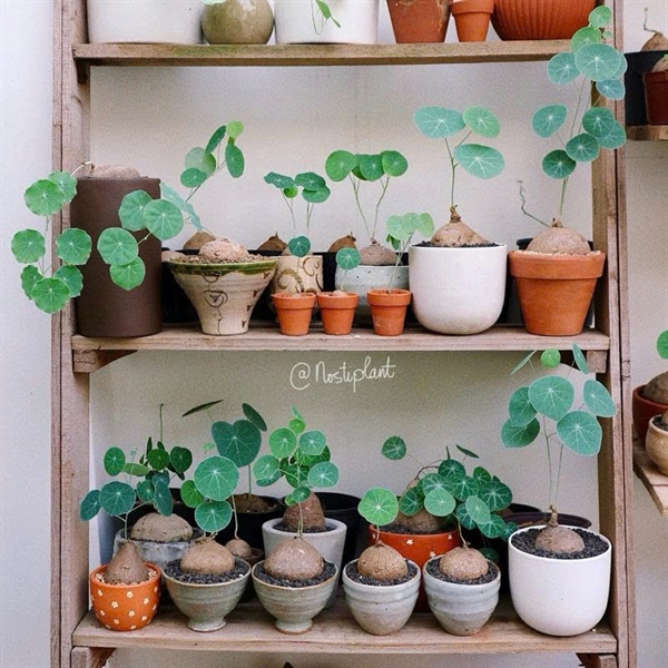 CỦ LÁ ĐỒNG TIỀN