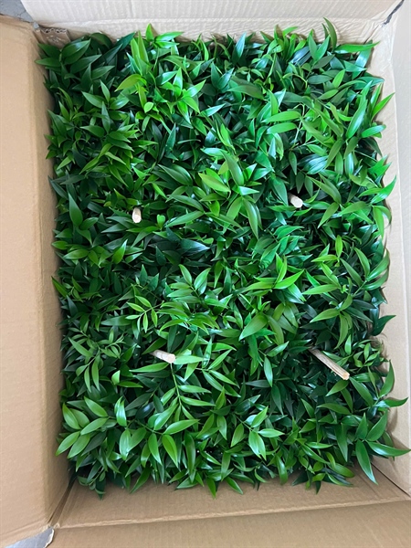 CÂY KIM GIAO (THÙNG 35 CÂY)