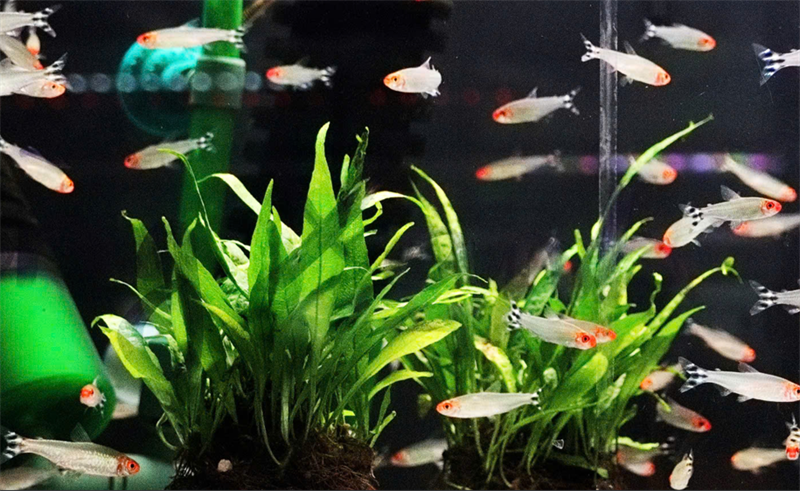 Dương Xỉ Lá Hẹp (GT Napad)