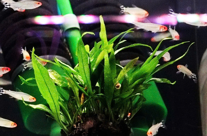 Dương Xỉ Lá Hẹp (Cầu)