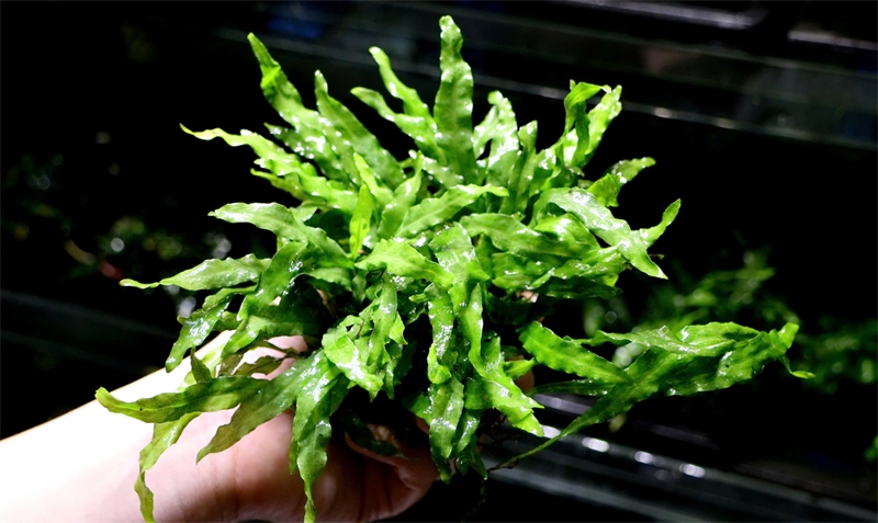 Dương Xỉ Mỹ Nhân (GT Napad)