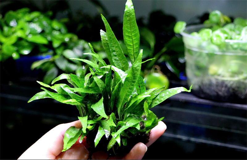 Dương Xỉ Hẹp Lá Cứng (GT Napad)