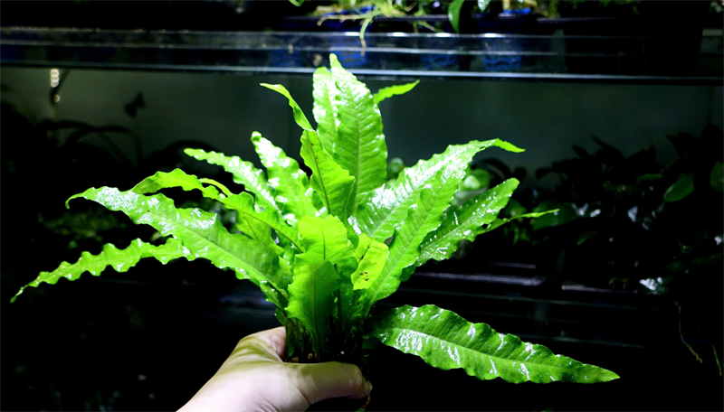 Dương Xỉ JAVA (GT Napad)