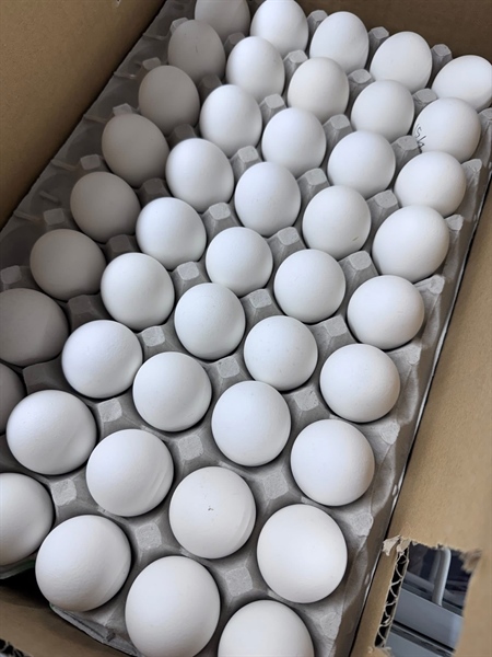 TRỨNG GÀ LỘN - Balut