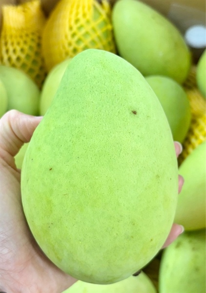 Xoai cat ma -frozen sliced mango