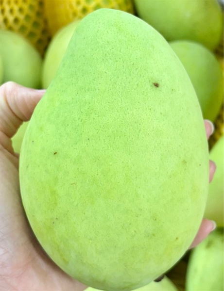 XOAI CAT CHU - mangoes
