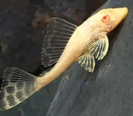 Tỳ Bà Vàng Albino Mini (Lau Kính)