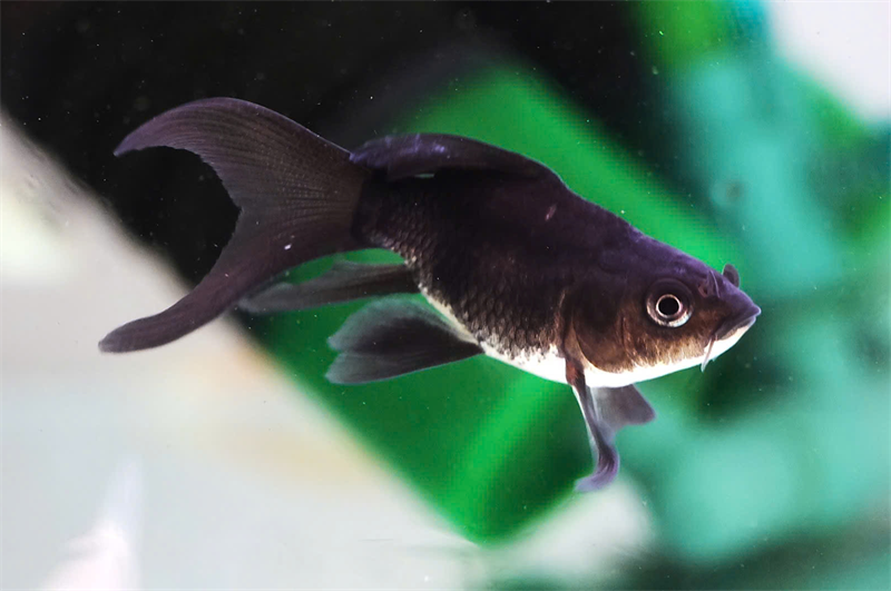 Chép Sư Tử Đen Mini