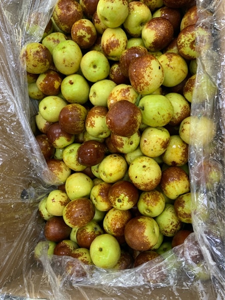 Táo Tàu 1T KG