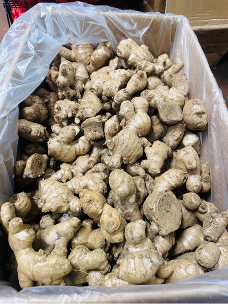GỪNG CỦ NHẬT BẢN