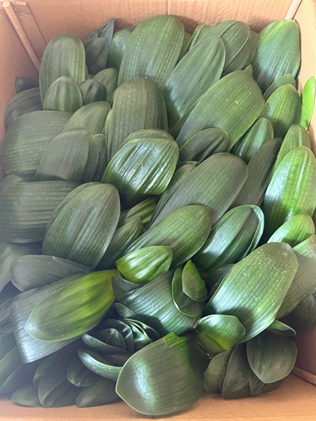 LAN QUÂN TỬ (THÙNG 20)