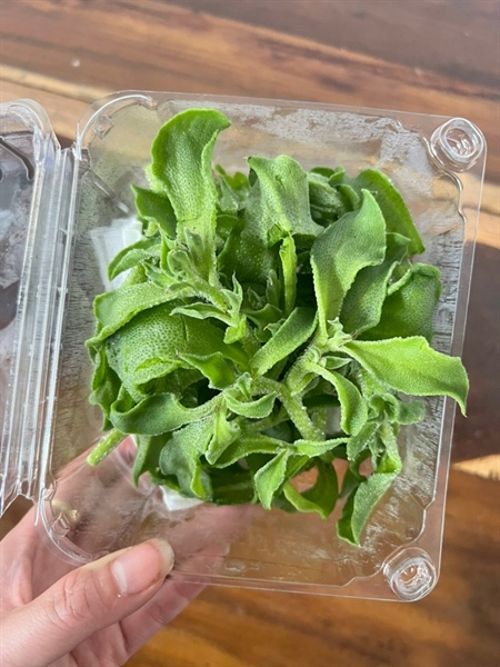 Rau kim cương ( bông tuyết ) kg